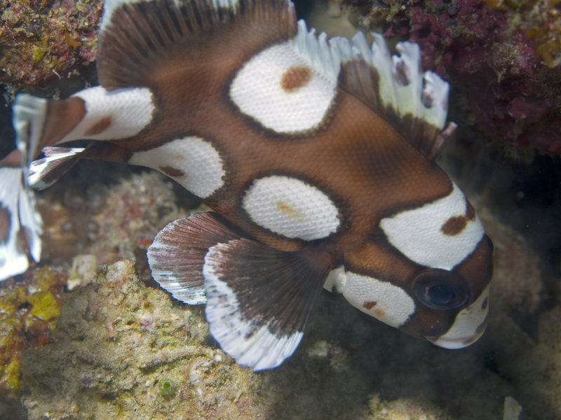 Harlequin Sweetlips, Sibuan West